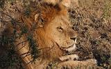 TANZANIA - Serengeti National Park - Leoni Lions - 25